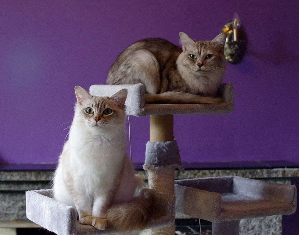 İkinci El Kedi Tırmalama Kulesi